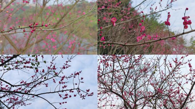 梅花含苞待放花蕾花瓣