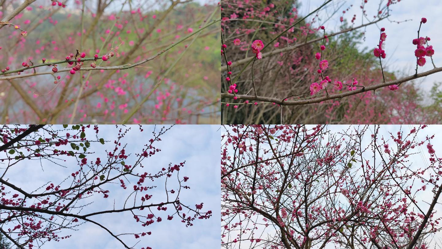 梅花含苞待放花蕾花瓣