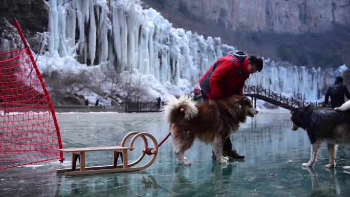 狗拉雪橇