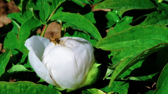 蜜蜂与鲜花