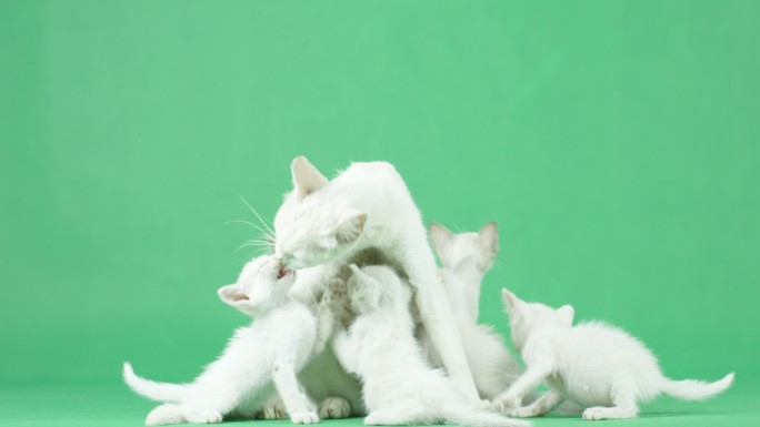 可爱的猫咪白猫母猫母亲