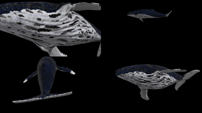 E3D 蓝鲸 鲸鱼 鲲 朋克 元宇宙
