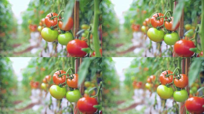 番茄温室鲜番茄新鲜自然蔬菜