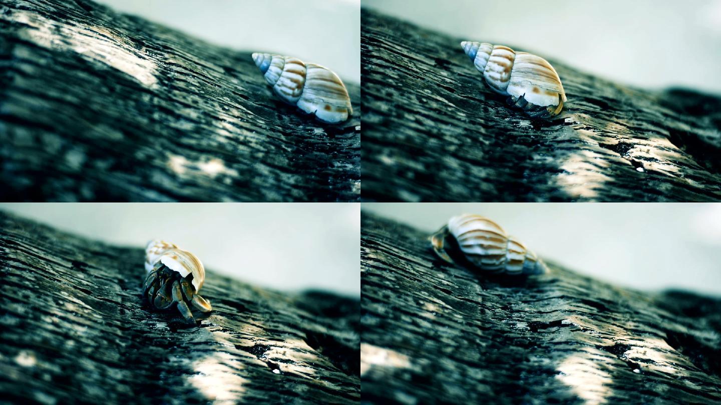 寄居蟹蜗牛壳