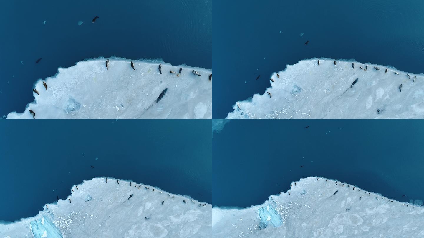 飞越冰岛冰盖泻湖上的海豹