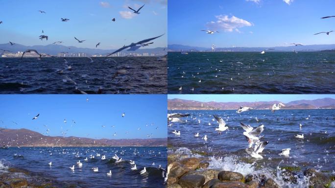 洱海-海鸥大景