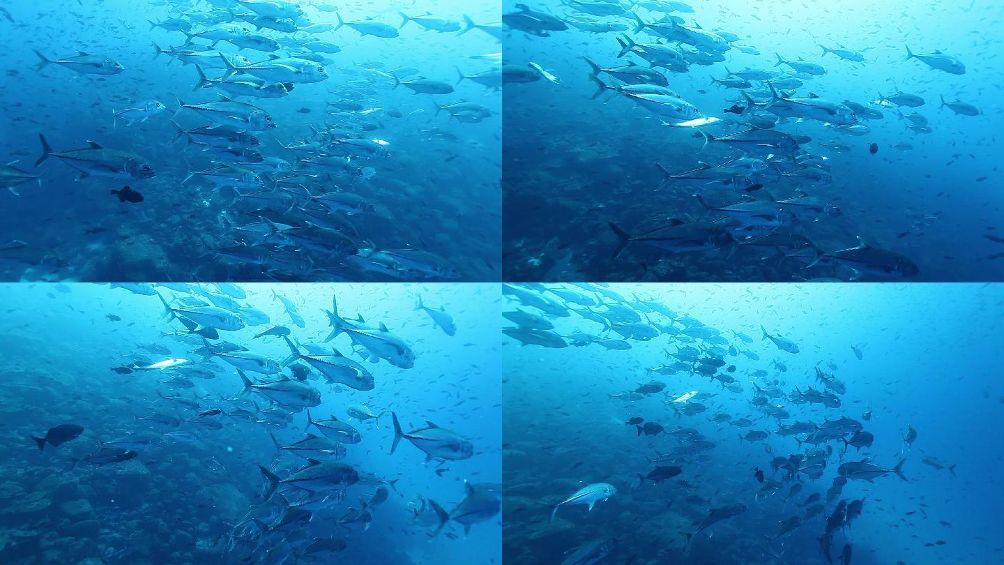 一种水下金枪鱼的鱼群。