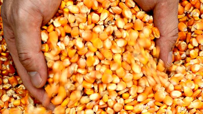 玉米粒水稻谷农业丰收稻田小麦粮食耕种