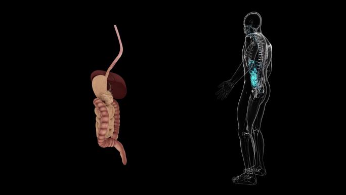 【带通道】人体消化系统 动画展示