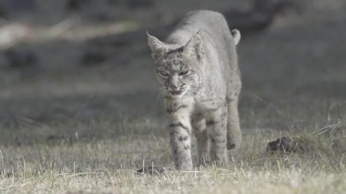 慢动作山猫野生动物世界国家保护大自然非洲