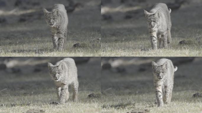 慢动作山猫野生动物世界国家保护大自然非洲