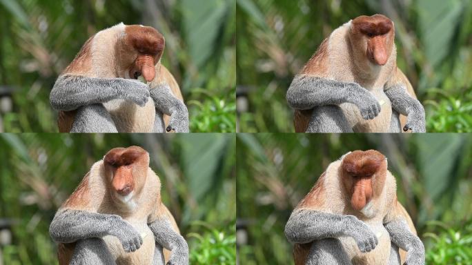 珍稀动物长鼻猴：雄性靠大鼻子来讨雌性欢心