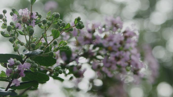 苏州园林里盛开的丁香花