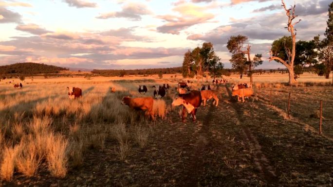 午后阳光下的肉牛草场放牧野外室外夕阳黄昏