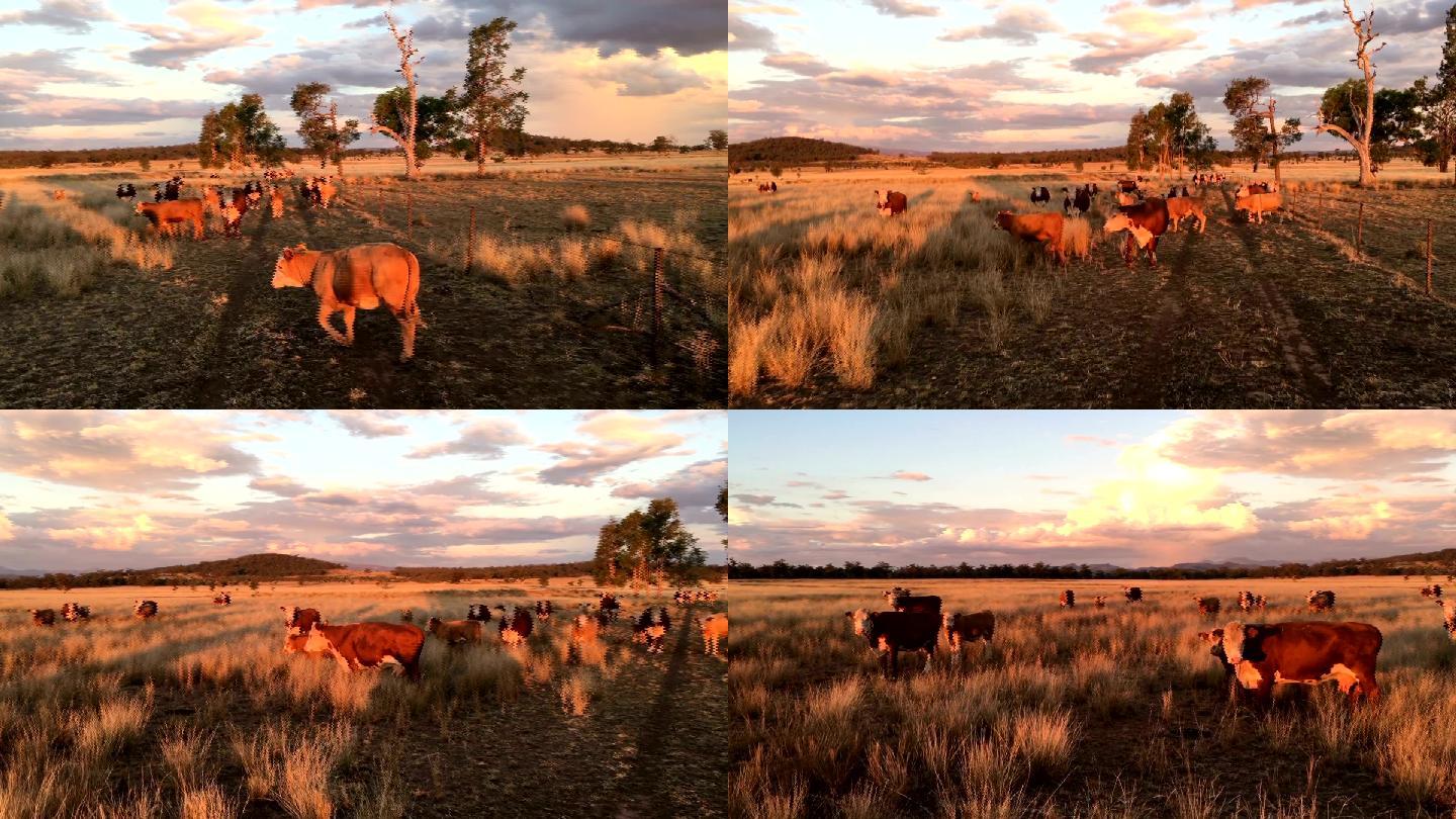 午后阳光下的肉牛草场放牧野外室外夕阳黄昏