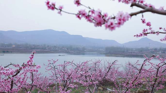 4K沂蒙好风光桃花倒映湖面