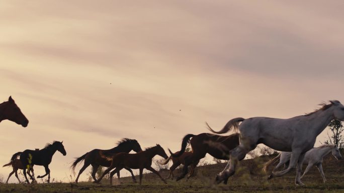 在草地上奔跑的马骏马飞奔马群