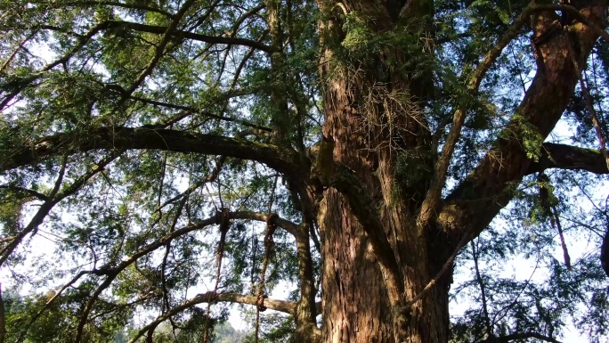 千年古树珍贵植物红豆杉