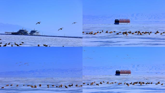 冬季青海湖二郎剑151斑头雁涉禽水鸟佳能