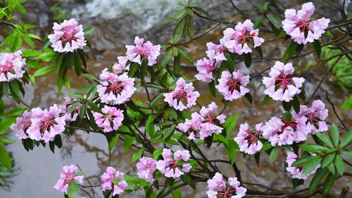 高山杜鹃花河流流水