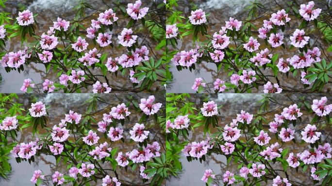 高山杜鹃花河流流水