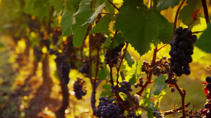 葡萄园庄园生产生长成熟酿酒美酒