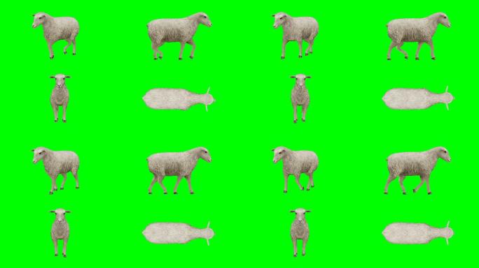 羊走绿屏（可循环）