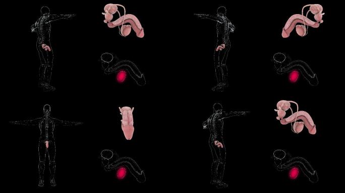 【带通道】男性生殖系统动画展示