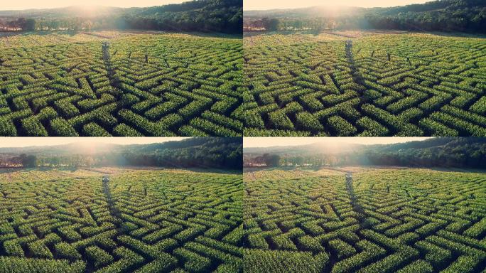 巨大的万圣节迷宫航拍大景农业农作物景观造