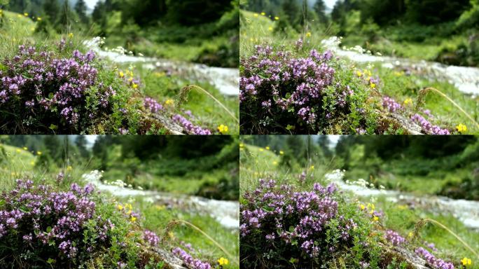 野生百里香草本植物