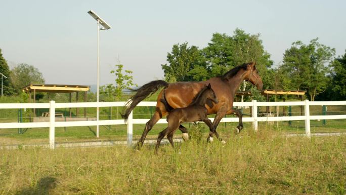 慢镜头：母马和新生的小马沿着畜栏奔跑