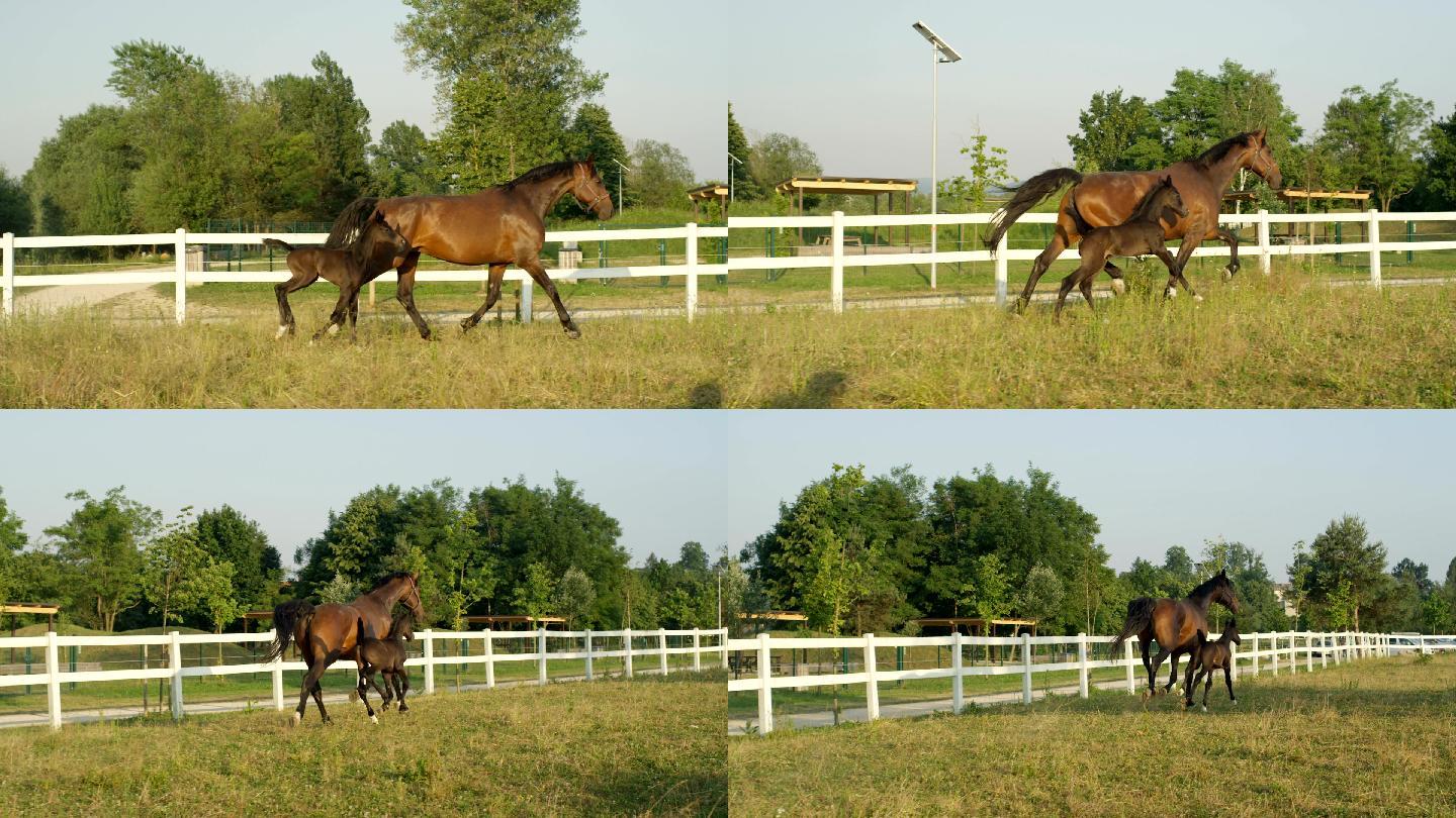 慢镜头：母马和新生的小马沿着畜栏奔跑