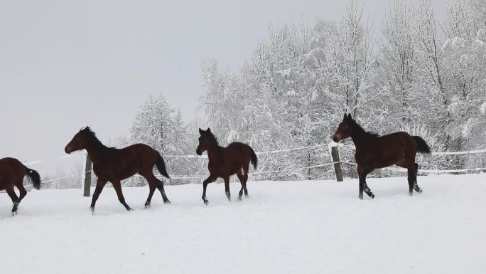 寒冷的冬天，小马驹在雪地上奔跑