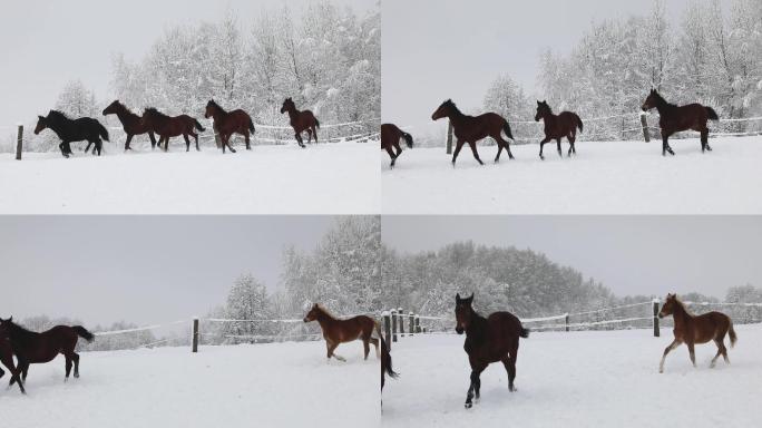 寒冷的冬天，小马驹在雪地上奔跑