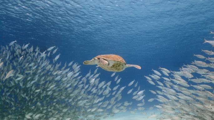 鱼群和绿海龟深海潜水装备海洋生态视频素材