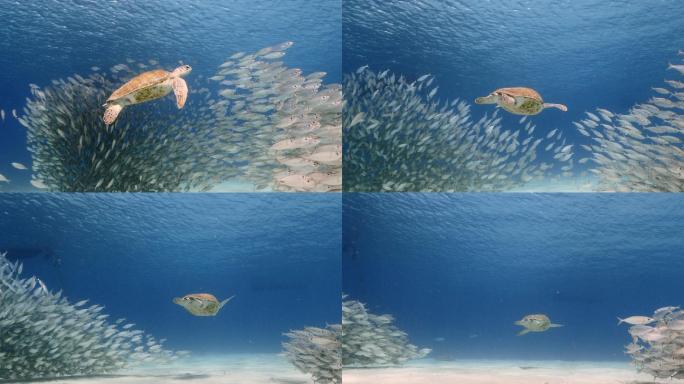 鱼群和绿海龟深海潜水装备海洋生态视频素材