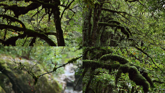 大自然环境原始森林长满青苔的树木溪流