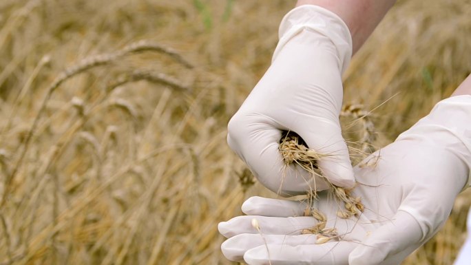 农业专家检查小麦质量