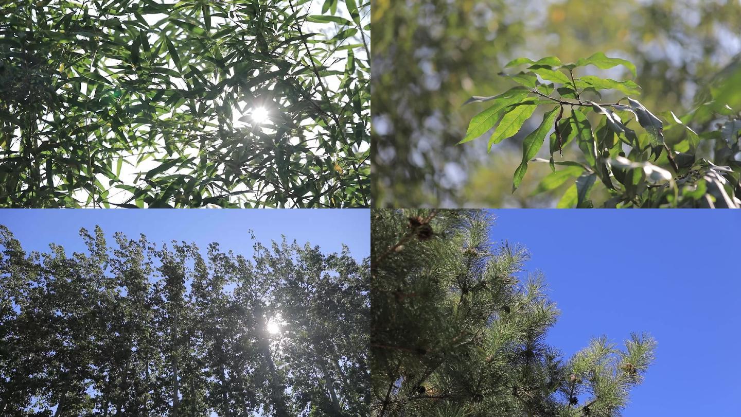 竹子植物阳光唯美镜头特写