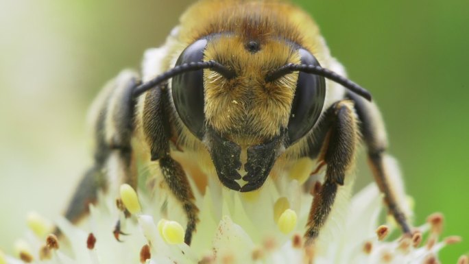 蜜蜂特写镜头花卉蜂蜜实拍视频春天春光
