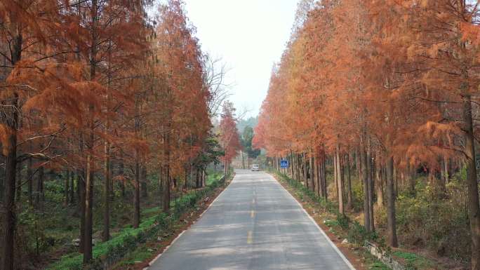 荆门虎爪山林荫道