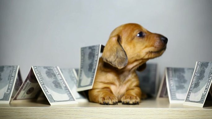 狗钱桌的镜头金钱视频素材小奶狗眼睛可爱黄