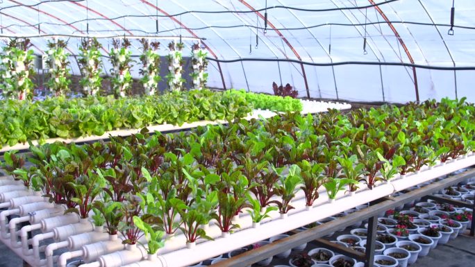 农业温室大棚现代智慧有机农业科学种植灌溉