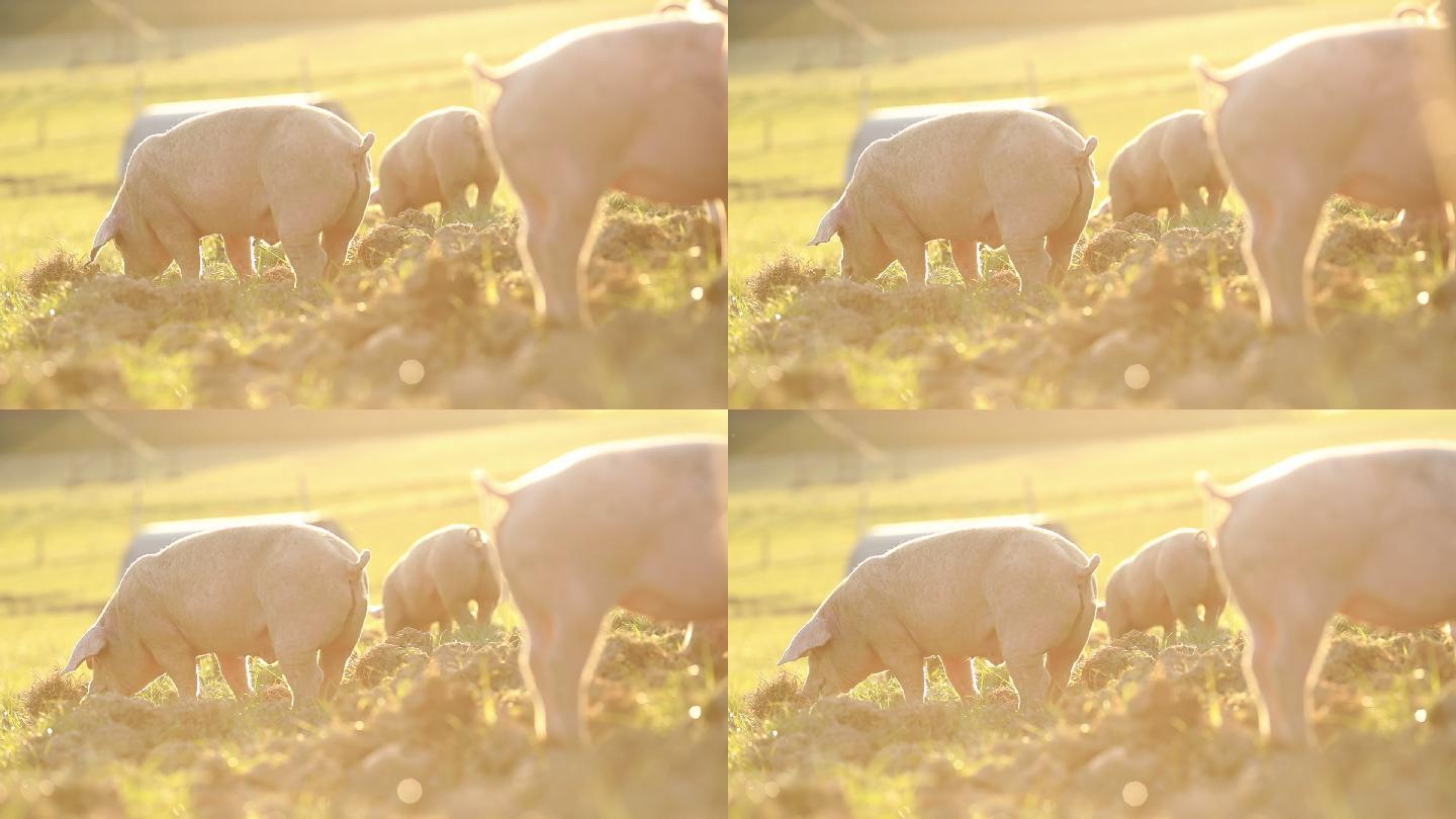 放养家猪生物自然条件草地