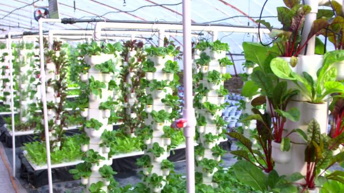 农业温室大棚现代智慧有机农业科学种植灌溉