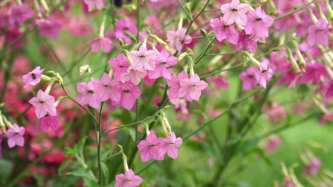 【4K实拍】实拍花烟草