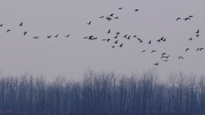 6K一群大雁飞过冬天树林