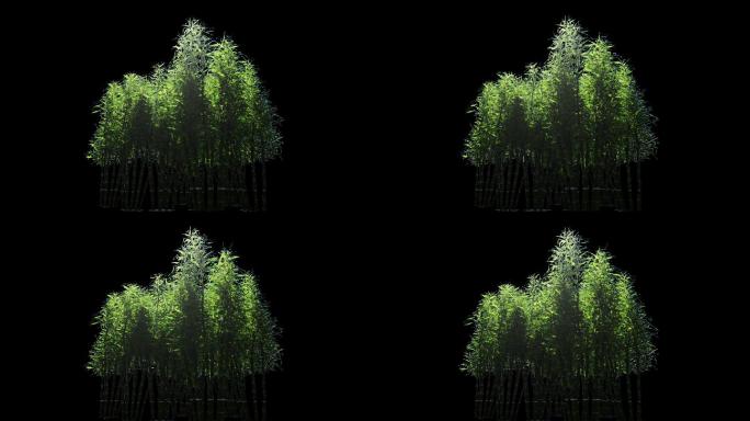 竹子树林树风吹绿叶