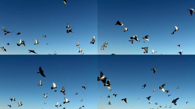 一群鸟在天空中飞翔。
