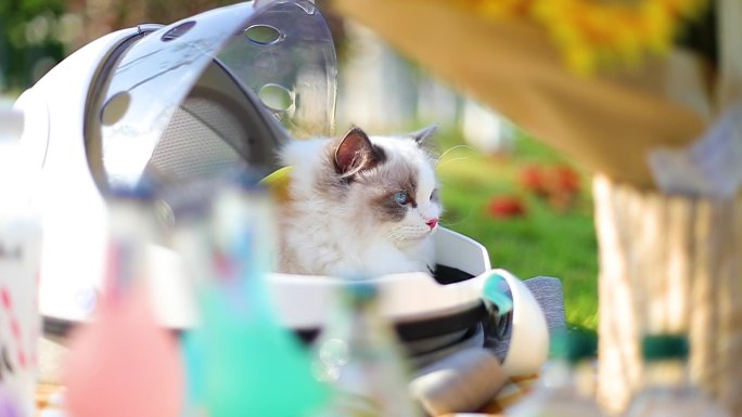 猫咪野餐户外素材
